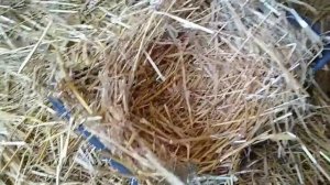 Как правельно сформировать гнездо для уток?/кур/Индоутки