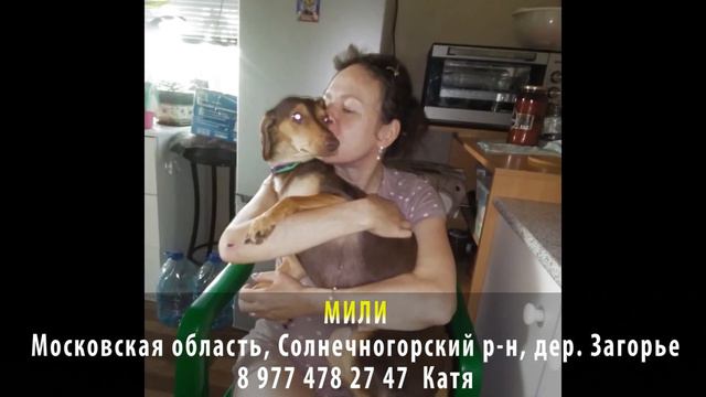 ДОМА! МИЛИ. Московская область, Солнечногорский район, деревня Загорье смотреть онлайн