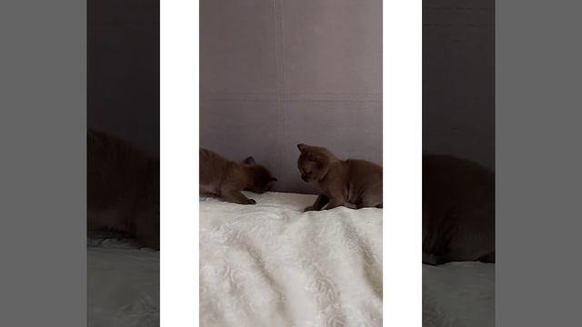 4.04.22 Котятам 3,5 недели. Бурма соболь. Golden Children, Белгород. смотреть онлайн