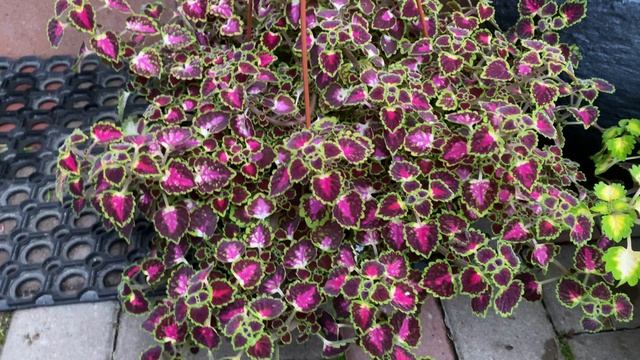 Колеусы ампельные
Мой канал на Яндекс Дзен: https://zen.yandex.ru/id/623d43dc3313254fe6d1afff смотреть онлайн