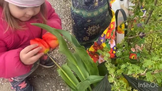 #Натухаевская апрель,2023 Купили сетку на забор/Новые саженцы и ? Наш огород. смотреть онлайн