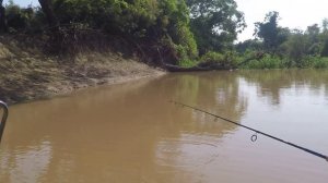 ловля пираньи на амазонке (приток бени)