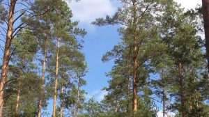 Помощь ДНК в восстановлении зрения на левый глаз Настрои академика Сытина Г.Н.