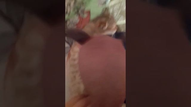 бесплатный кекс без смсс и регенерации (с кошкой всё хорошо она жива её не кто не мучил) #tiktok