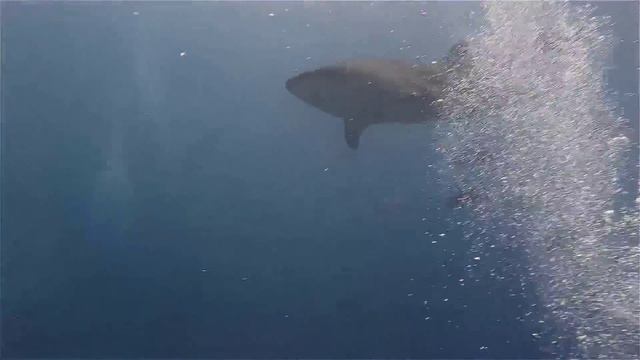 Another Traveler Diving Tubbataha Reef In Philippines