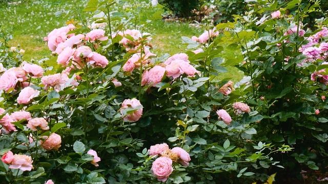 Роза Кёльнер Флора (Шраб) - Kolner Flora (W. Kordes' Söhne Германия, 2014) смотреть онлайн