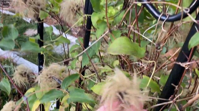 How to save Clematis Seeds