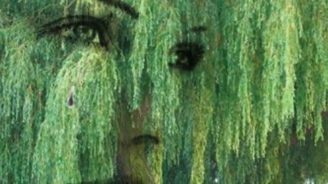 Горько плакала ива     Ненси