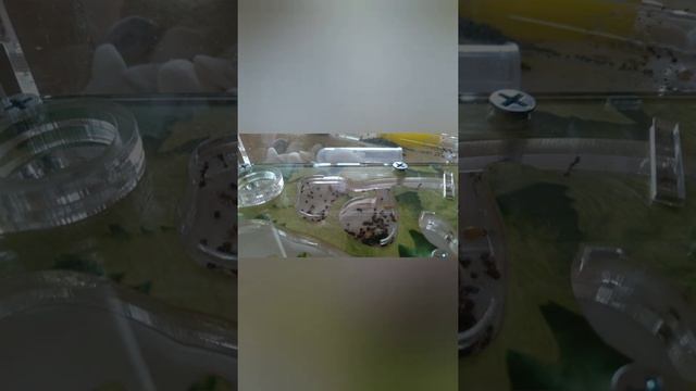 Муравьи смотреть онлайн