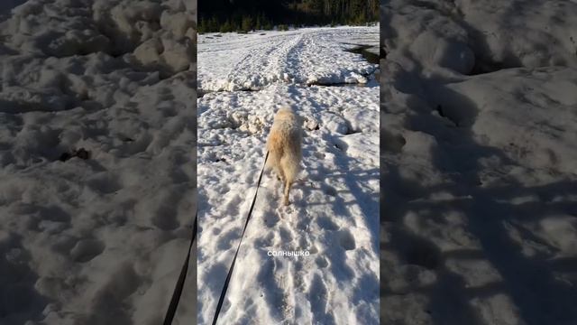 Русская борзая покоряет реки #dog #animal #doglover #funnydog