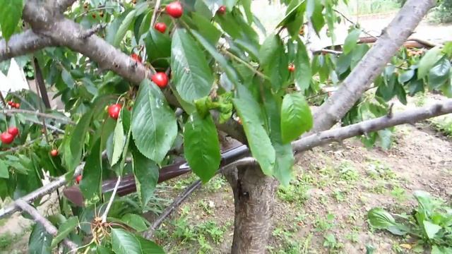 Как сохранить урожай? 2 способа ДЕШЕВЫЙ и ДОРОГОЙ!\How to save the harvest? 2 ways to смотреть онлайн