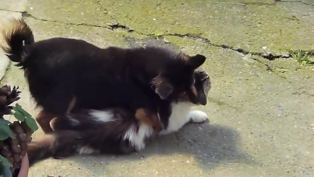 Cat mating dog : ) смотреть онлайн