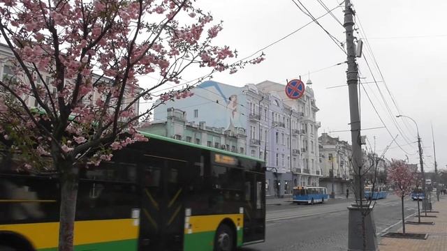 Сакура, разнообразные трамваи и троллейбусы. Улица Соборная. Винница. Весна. 12.04.2019. FHD. смотреть онлайн