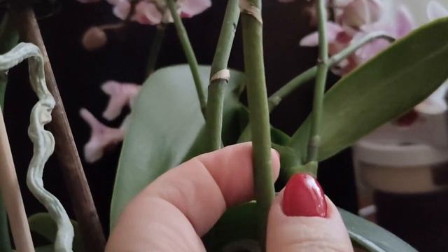 Водоросли в горшке. смотреть онлайн