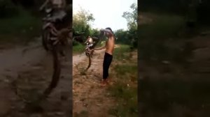 Королевская кобра кусает человека