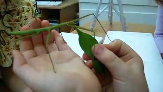 кормление палочника с рук смотреть онлайн