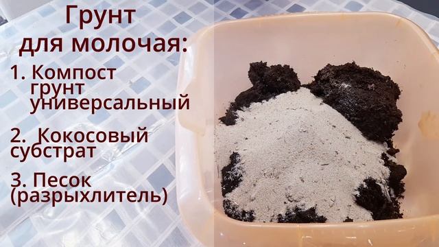 Молочай/Эуфорбия. Самое неприхотливое растение в офис или кабинет. смотреть онлайн