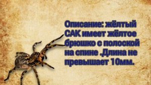 Самые опасные пауки краснодарского края