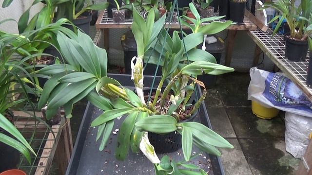 Dendrobium chrysotoxum, смотреть онлайн