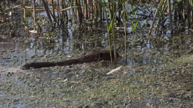 Израиль. От Негева до Галилеи. Страна без охоты. смотреть онлайн