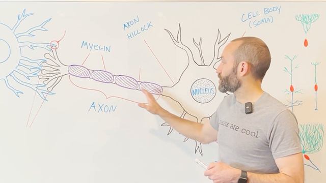 10-Minute Neuroscience: Neurons смотреть онлайн