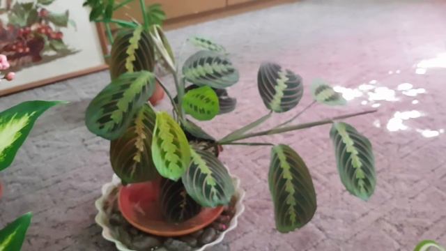 Комнатные цветы, обзор новинок