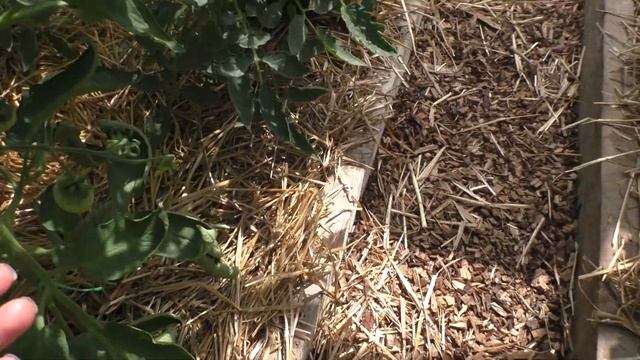 Обзор теплиц в ИЮНЕ/ Томаты/ перцы/ огурцы/ баклажаны/#деревня #vegetables #огород #kitchengarden смотреть онлайн