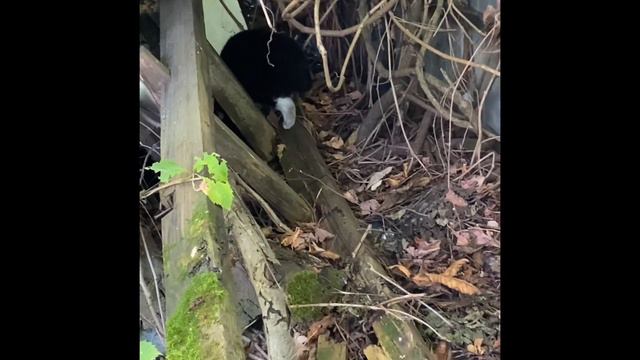 VLOG: Гончарная мастерская, прогулка, в лодке, дача, благодарности, стоматолог смотреть онлайн