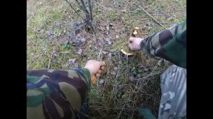 Сбор грибов. Осенний сбор рыжиков. Рыжики, грибы, увлечение.