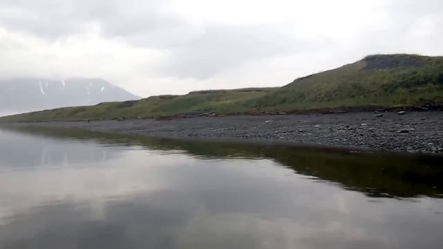 Смотрите ,как быстро бегает медведь, смотреть онлайн