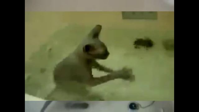 Cat loves to take a bath // Кот очень любит принимать ванну смотреть онлайн