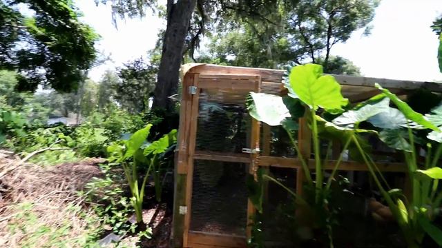 ⭐Add a Run Extension to your Chicken Coop -12' x 12' - Backyard Chickens Ep 8 смотреть онлайн