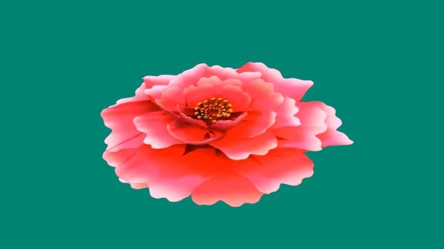 Хромакей Роза распускается смотреть онлайн