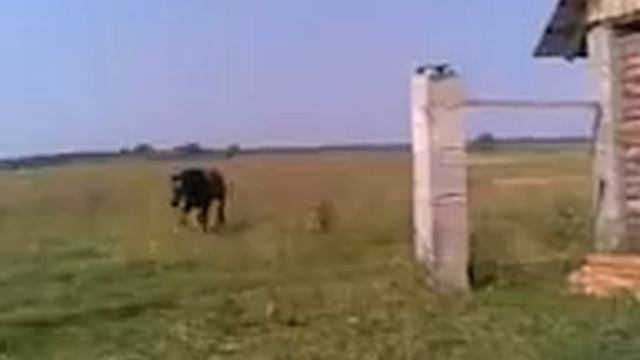 Так Марта ходит домой