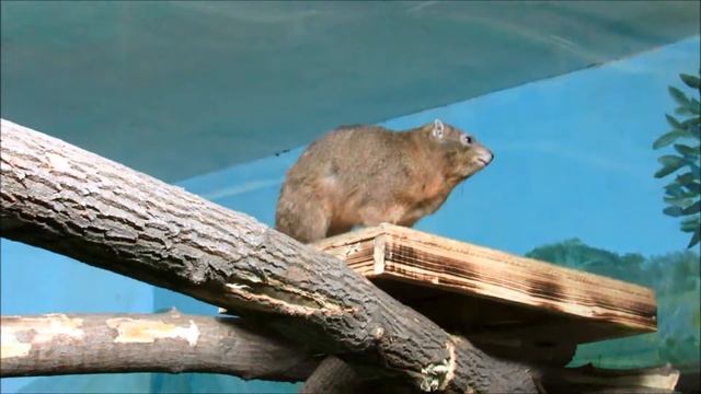 Обезьяны (мандрил, зеленая мартышка, гиббоны). 23.12.18 г. смотреть онлайн