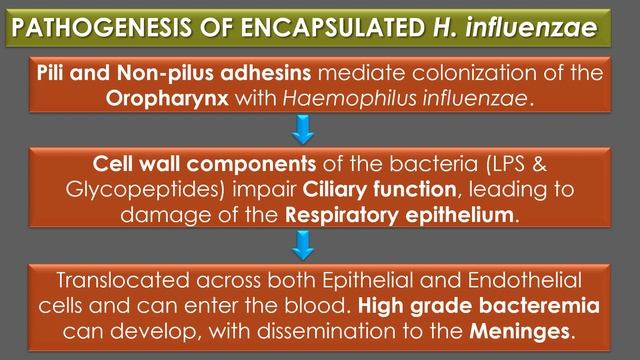 Haemophilus influenzae смотреть онлайн
