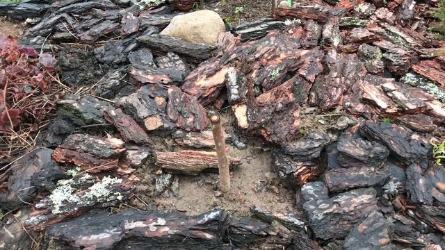 Что будет с розами? Взрослые кусты после пересадки ⁉️ смотреть онлайн