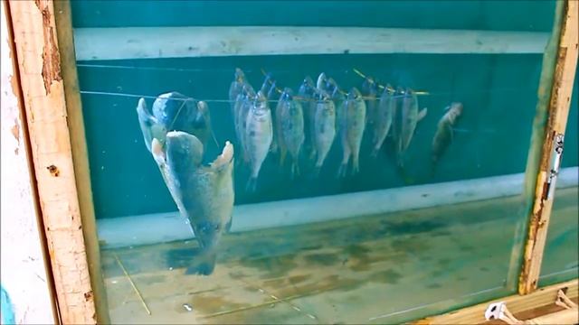 холодное и горячее копчение морской рыбы смотреть онлайн