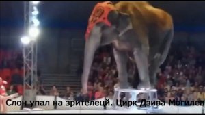 Слон упал на зрителей в цирке