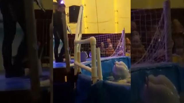 Дельфинарий в Городе Слуцке смотреть онлайн