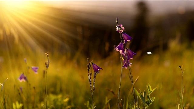 Какие бывают солнечные лучи? смотреть онлайн