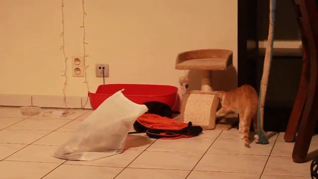 Cat and Ferret 2 смотреть онлайн