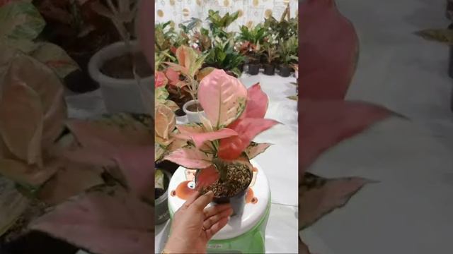 🔴[LIVE] BUNGANYA CANTIK HARGA EKONOMIS!!! смотреть онлайн