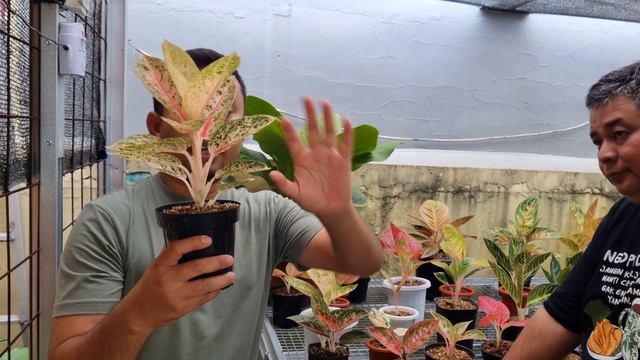 Aglaonema Golden Hope, Asri, Maeswara, Marsha, Rinjani Ori, Pasopati Rekomen !!