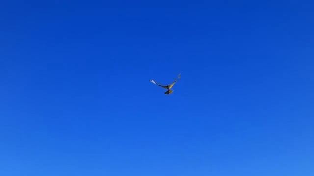 Махалет Ястреб!! смотреть онлайн