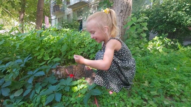 Кошечка на прогулке | Выгуливаем кошку на поводке смотреть онлайн