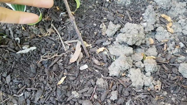 铁线莲的枯萎病 Clematis wilt смотреть онлайн