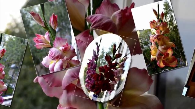 Гладиолус из фоамирана смотреть онлайн