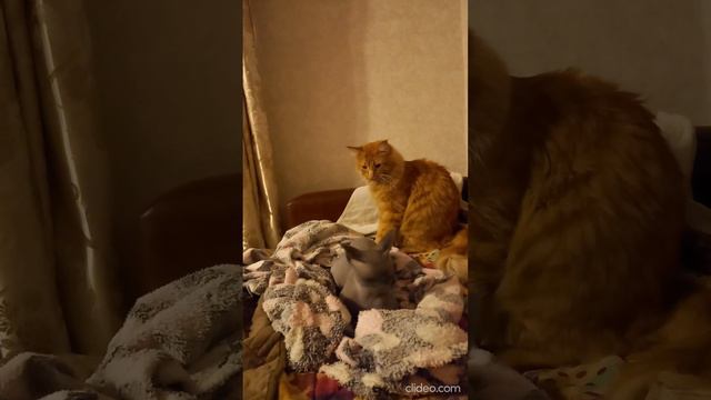 Сфинкс и мейн-кун балдеют смотреть онлайн