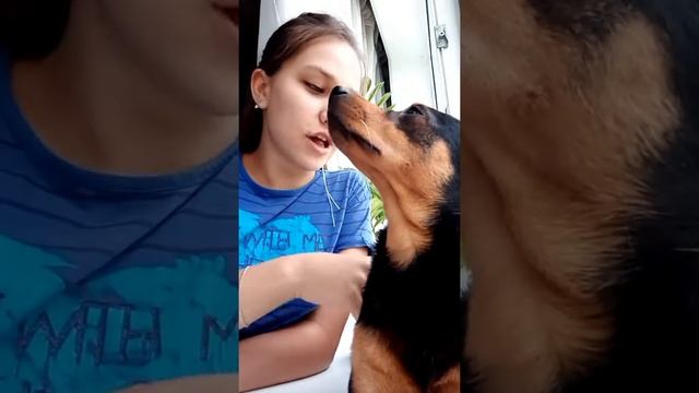 Порода Той терьер /Уход /Любовь /А вы знали, то что эта порода злая?? смотреть онлайн